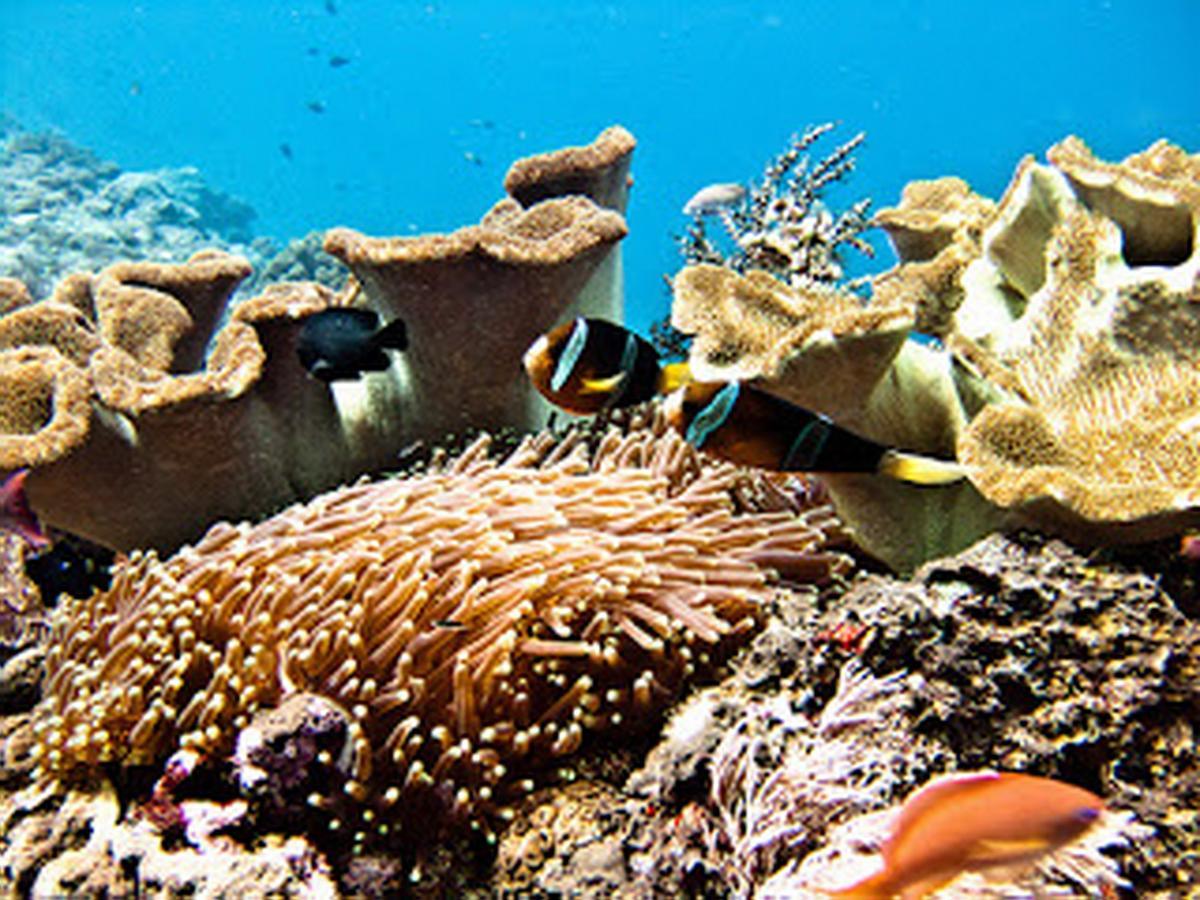 Pange Hostel Lembongan Nusa Lembongan Esterno foto